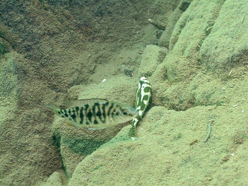 Nimbochromis livingstonii